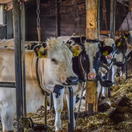 Vakantiehuis De Ijsvogel *